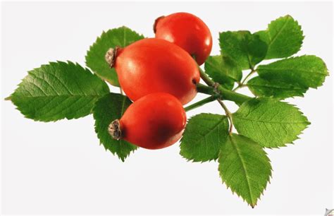 medicinal herbs : Useful properties of medicinal herbs. Useful properties of rosehip.