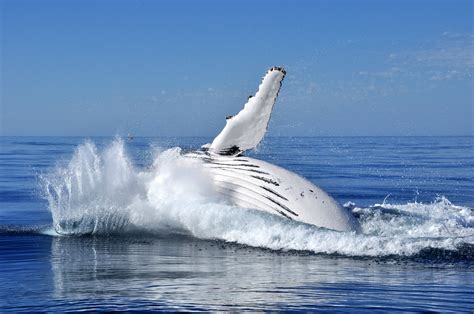 Welcome To Western Australias Whale Watching Season