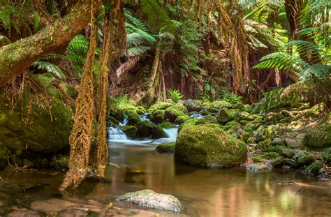 Expose Nature A Rainforest Stream In Northern Tasmania Oc 2048x1344