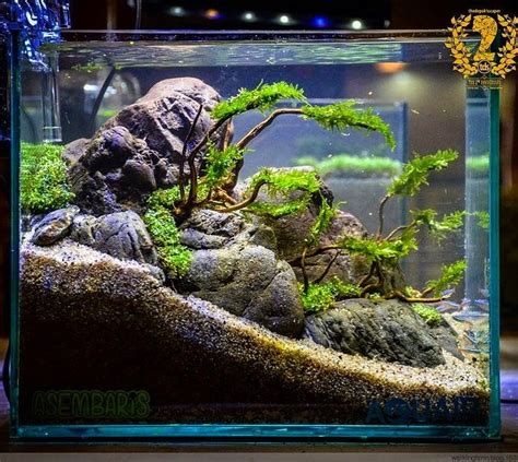 Essentially, the craft of aquascaping is landscape gardening underwater, involving the creation of aquatic plant, driftwood. aquaticscenery | instagram | Betta aquarium, Tropical fish ...