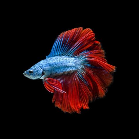 Capture The Moving Moment Of Red Blue Siamese Fighting Fish Stock Photo