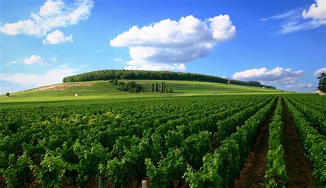 Best Destinations For Wine Tasting Pretend Magazine