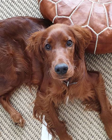 Pin By Taylor Price On Animals I Love Irish Setter Dogs Irish Setter