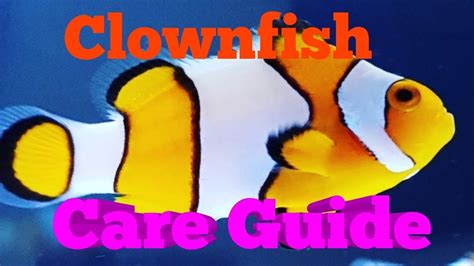 Occelaris Clownfish Care Guide Youtube