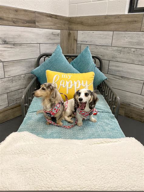 Bonita Springs Pet Boarding and Day Camp | Pet Paradise Bonita Springs