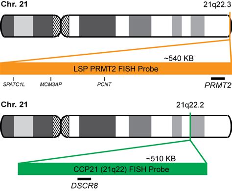 Prmt2ccp21 Fish Probe Kit Cytotest