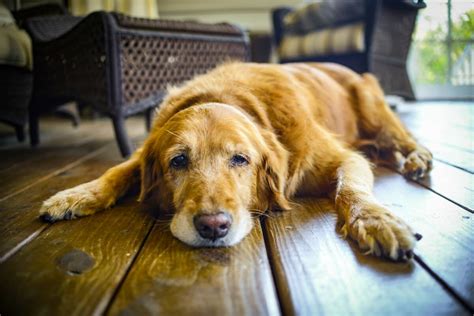 The Most Pet Friendly Flooring Options Earlyexperts