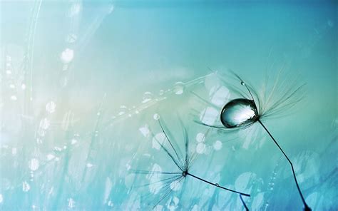 Free Download Water Drop On A Dandelion Seed Wallpaper Wallpaperzco