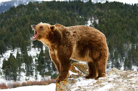 7 Most Dangerous Bears In The World Unravel The Worlds Deadliest