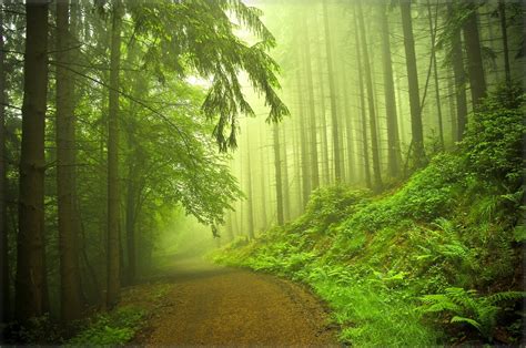 Forest Road Trees Fog Nature F Wallpaper 2704x1795 415808 Wallpaperup