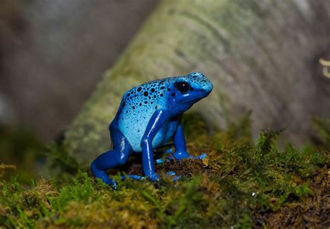 See more ideas about animal drawings, cute drawings, kawaii drawings. Blok888: Top 10 Most Beautiful Animals in the world