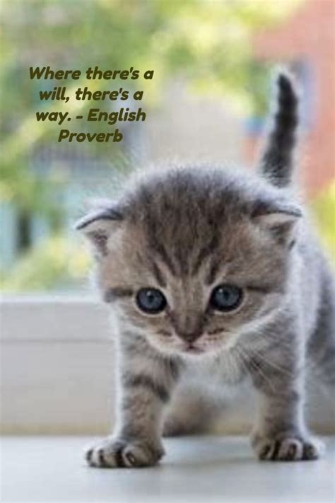 Funny inspirational quotes which are motivational but with a twist of sarcasm, you will love to share these quotes with your friends to keep them inspired. Idea by S.L. Fon, author on Inspirational quotes in 2020 ...