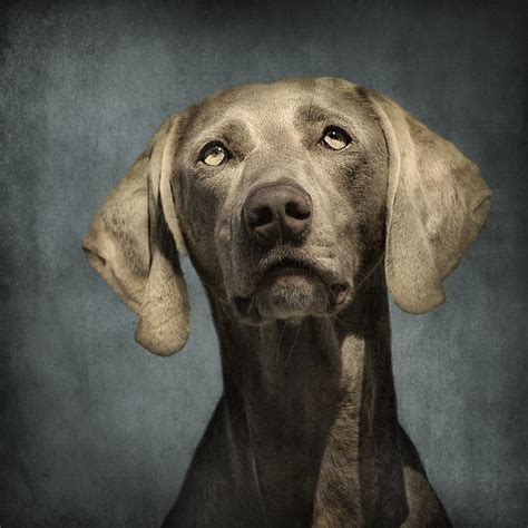Portrait Of A Weimaraner Dog Photograph By Wolf Shadow