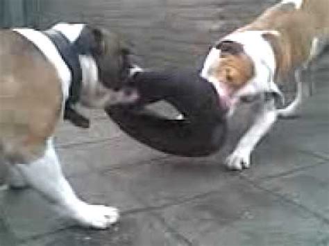 What's life like with an english bulldog? Old English Bulldog vs Pitbull Tug-O-War - YouTube