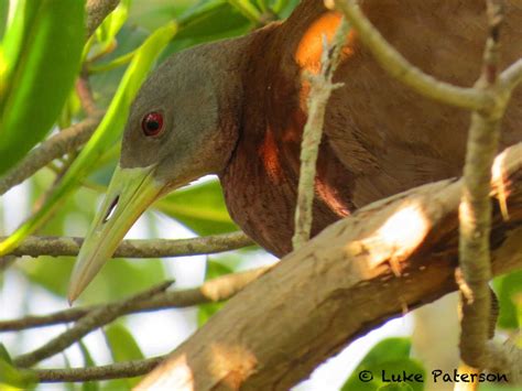 Australasian Ornithological Conference Darwin Aoc 2019 Birdwatching