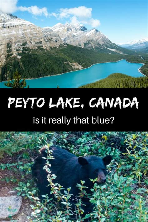 Peyto Lake Canada Everything You Need To Know About It