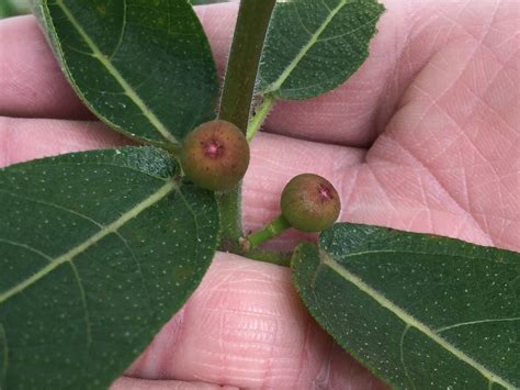 Sweet Sandpaper Figs General Fruit Growing Growing Fruit