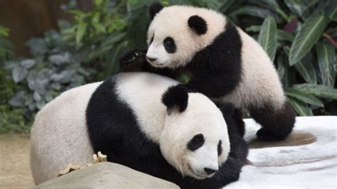 Giant Pandas No Longer On Endangered List
