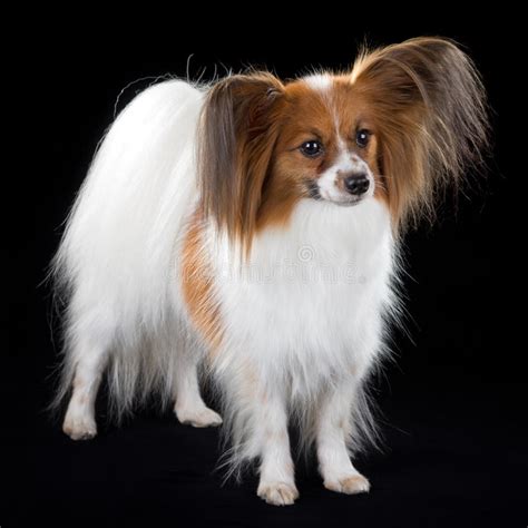 Papillon Dog Stock Photo Image Of Small Cute Breed 21313622