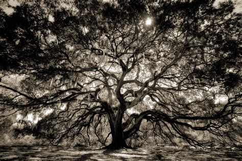 Live Oak Trees In Georgia Kortney Andrew