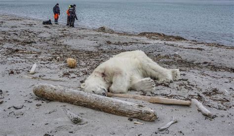 Cruise Ship Guards First Tried To Scare Polar Bear Away Washington Times