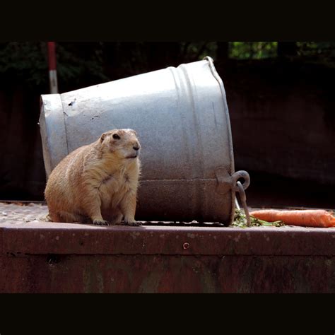 First monday trade days (thursday through sunday before first monday of each month). 2021 — Groundhog Day Virtual Run — Race Roster ...