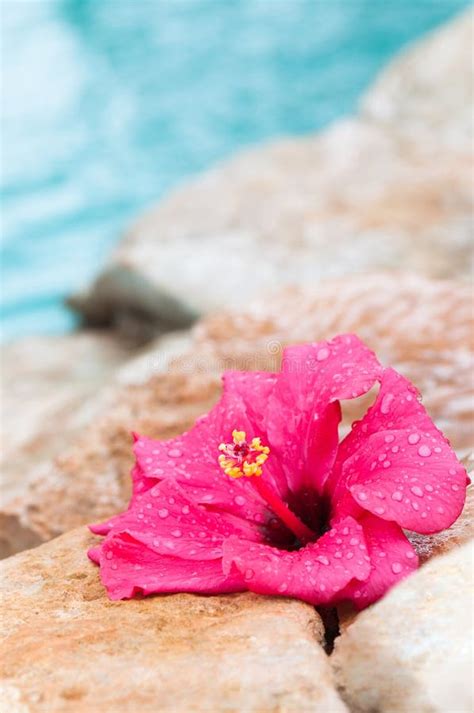Wet Hibiscus Flower Stock Image Image Of Droplets Hibiscus 9929527