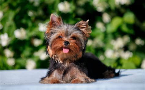 Cute Yorkies Wallpapers Wallpaper Cave