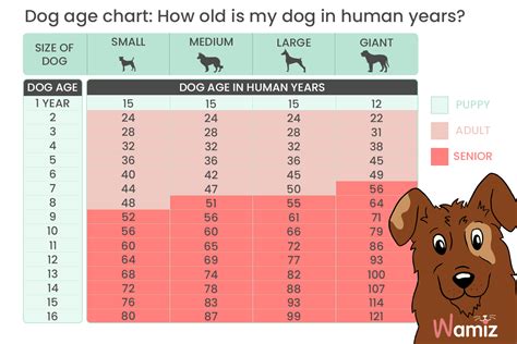 How Old Is My Dog In Human Years Find Out With Our Dog Age Calculator