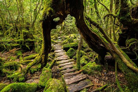 The Ancient Forest On Japans Yakushima Island