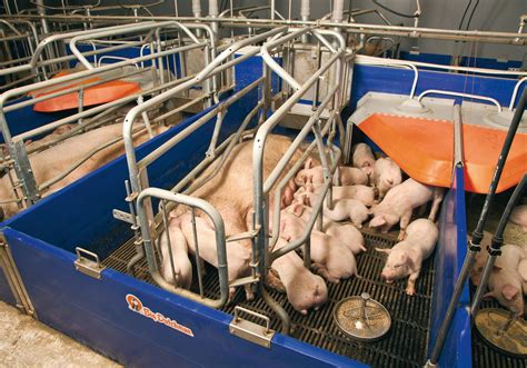 Pin By Scott Christiansen On Farrowing Pigs Inside Pig Farming
