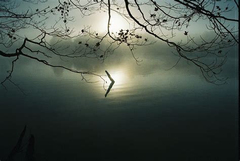 Sunlit Driftwood On Foggy Ozarks Morning Shared August 25 2014 See