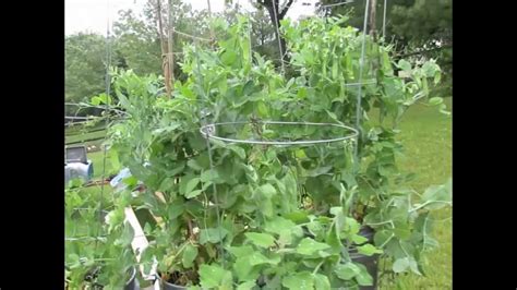 Trg 2012 How To Grow Peas In Containers Planting To