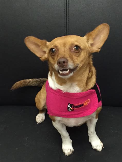 The Pet Rescue Center (Orange County Pet Rescue Center ...