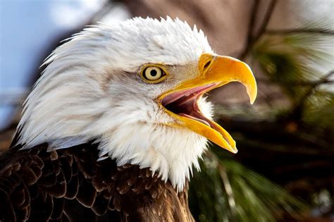 Bald Eagle Dies After Hunter Mistakes It For Goose