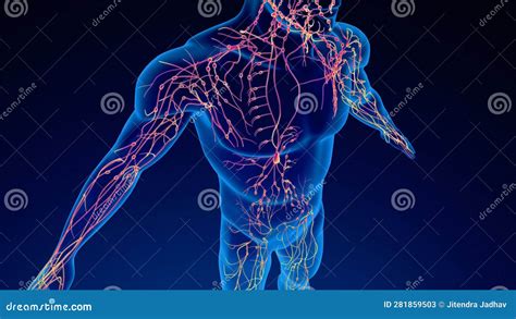 Human Lymphatic System 3d Illustration Stock Illustration