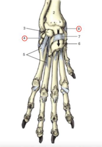 Ligaments And Joints Of The Forelimb Flashcards Quizlet