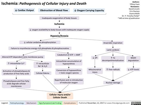 Ischemia Pathogenesis Of Cellular Injury And Death Calgary Guide