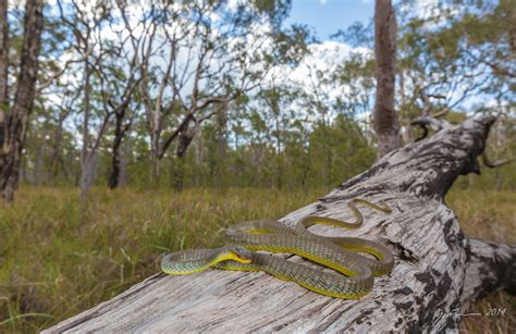 Common Tree Snake Dendrelaphis Punctulata Deagon Wetlands Flickr