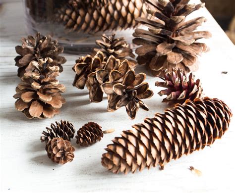 Assorted Pine Cones Bulk Natural Untreated Sanitized Etsy