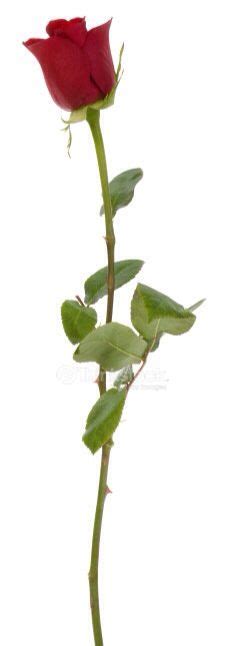 Single Long Stem Rose Rose Single Stem 150x150 Flowers Language