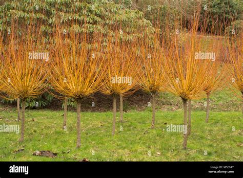 Salix Willow Stems Garden Uk Hi Res Stock Photography And Images Alamy