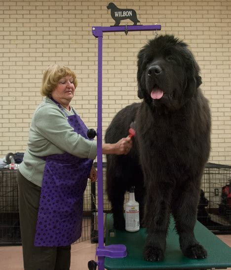 Newfoundland Dog Weekly Grist For The Eyes And Mind