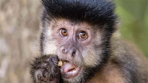 What Monkeys Can Teach Us About Money Bbc Worklife