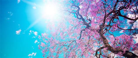 2560x1080 Cherry Blossom Tree 2560x1080 Resolution Hd 4k