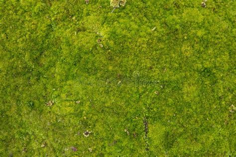 Moss Seamless Texture Stock Image Image Of Closeup 29780037