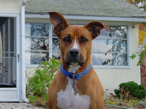 His rubber chicken favorite place to go: Great Dane/Boxer mix grown up | American pitbull terrier, Dogs, Best dogs