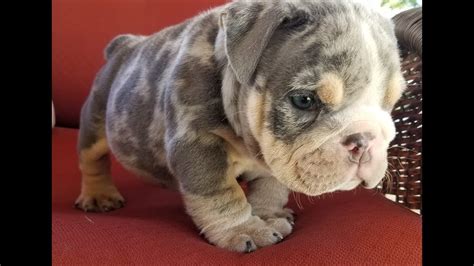 High to low nearest first. Blue tri english bulldog puppies for sale