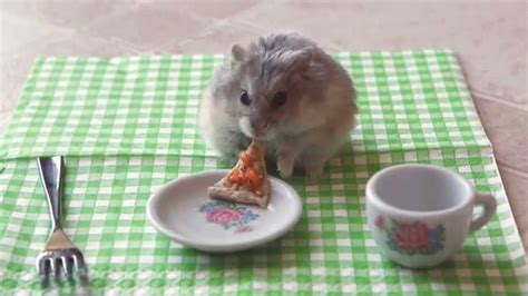 Hamster Comiendo Pizza Risa Sin Más
