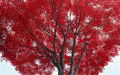 Amazing Red Tree Breathtaking Landscapes